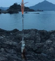 アオリイカ新子いっぱい！