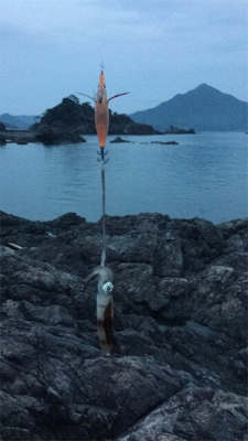 アオリイカ新子いっぱい！