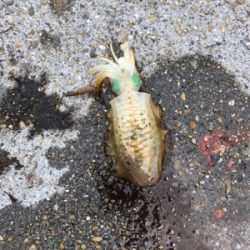 アオリイカ新子調査