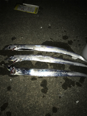 太刀魚のウキ釣り