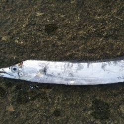 辰巳でタチウオ