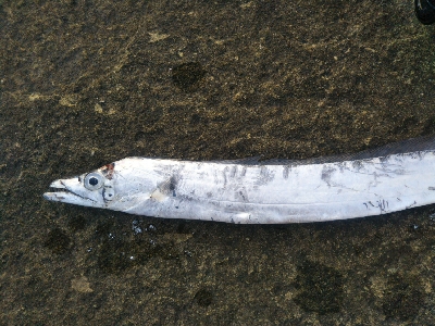 辰巳でタチウオ