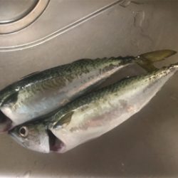 潮の早い場所と大潮の組み合わせ