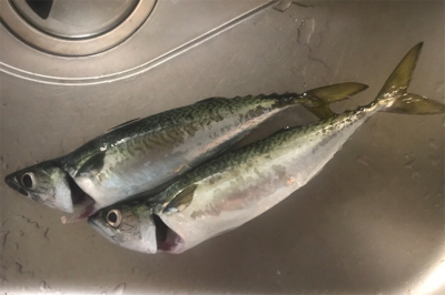 潮の早い場所と大潮の組み合わせ