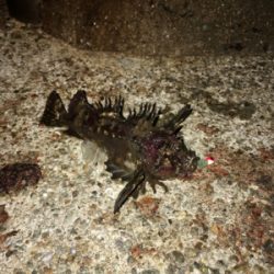 根魚は根魚でも！？