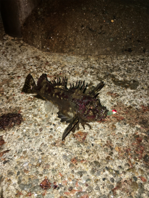 根魚は根魚でも！？