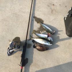 自作ロッド、Bバイブでサバ