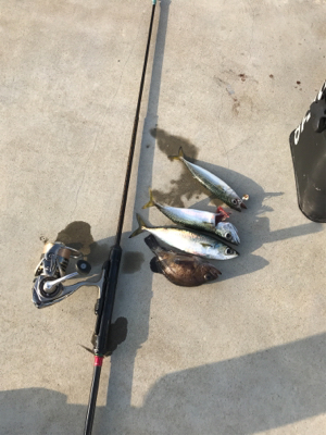 自作ロッド、Bバイブでサバ