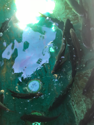 孝洋丸で落とし込み