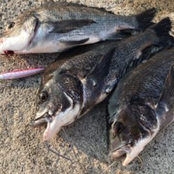 トップオンリー