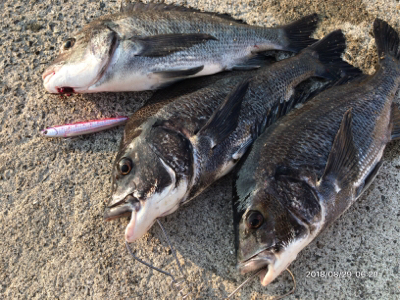 トップオンリー