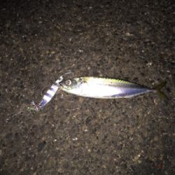 タチ狙いからのサバ祭り