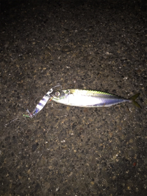 タチ狙いからのサバ祭り