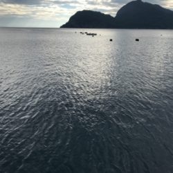 ちゃいちー新子イカ