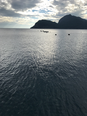 ちゃいちー新子イカ