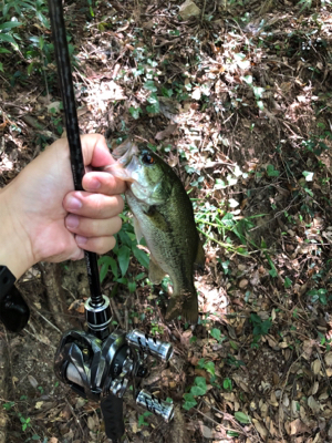 淡路島でバス釣り！！