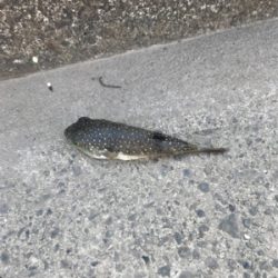 須賀港でハゼ釣り