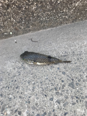 須賀港でハゼ釣り