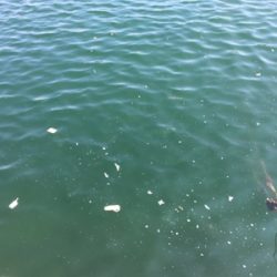 キジハタやぁ♪