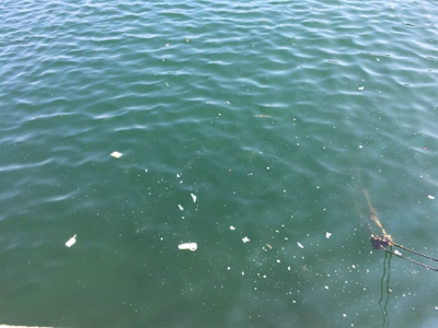 キジハタやぁ♪