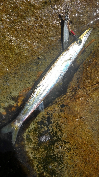 ライトショアジギングになってもた(泣)