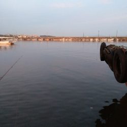 あじがいなくなった