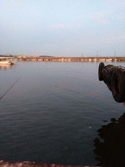 あじがいなくなった