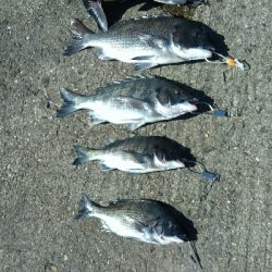 ヘチ釣りデビュー