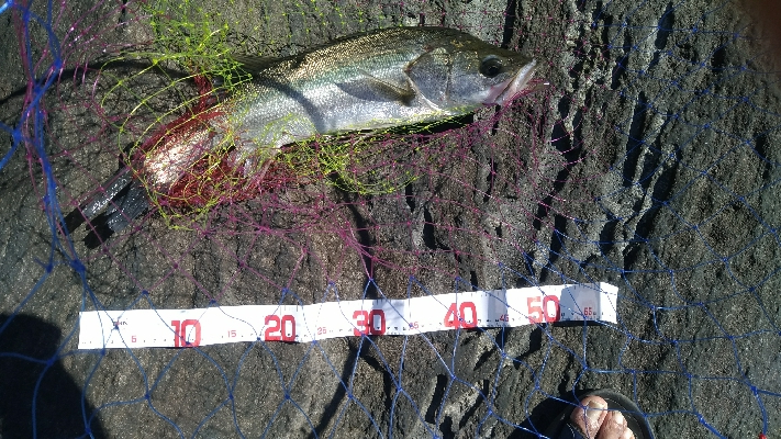 磯に少し入ってました