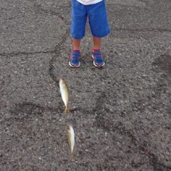 貝塚港でサビキ