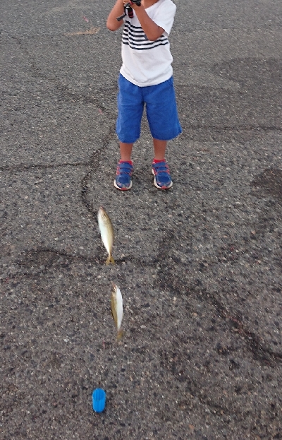 貝塚港でサビキ