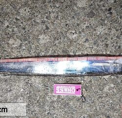 夏タチウオ調査