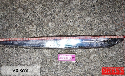 夏タチウオ調査