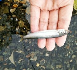 デスアダーでなんとか一匹