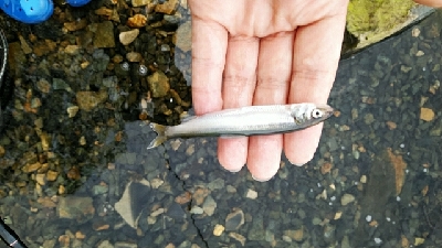 デスアダーでなんとか一匹