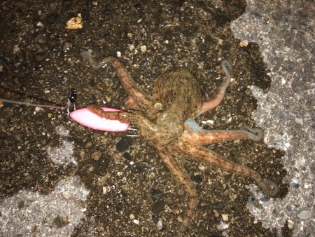 播磨オクトパッシング3