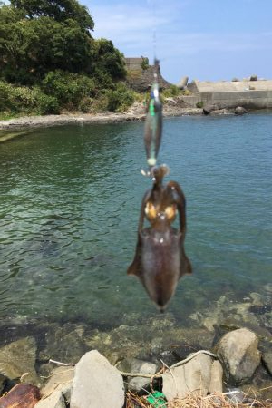 今日はシャロー