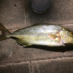 イカ、細タチ、何?