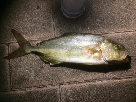 イカ、細タチ、何?