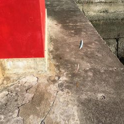 豆アジ釣れました！