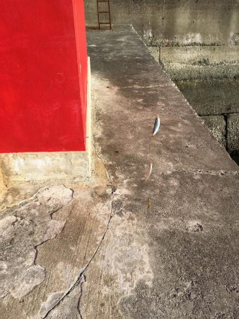 豆アジ釣れました！