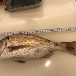 ショアジギング第1弾