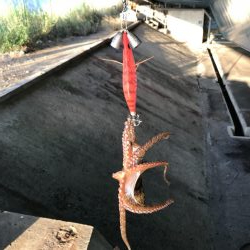 今日はまあまあ釣れた