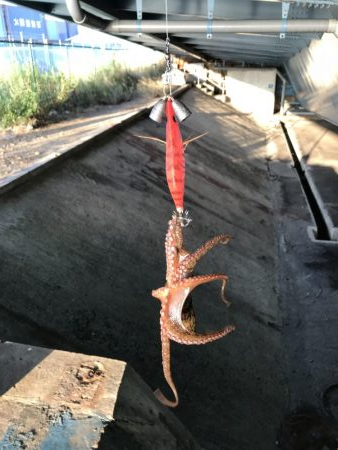 今日はまあまあ釣れた