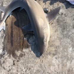 夕方から夕方までの耐久フィッシング