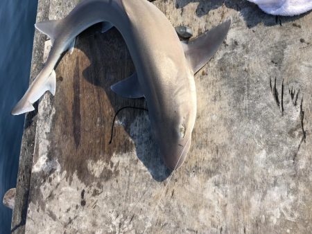 夕方から夕方までの耐久フィッシング