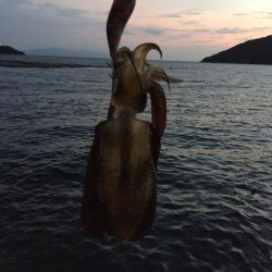 アオリ新子調査