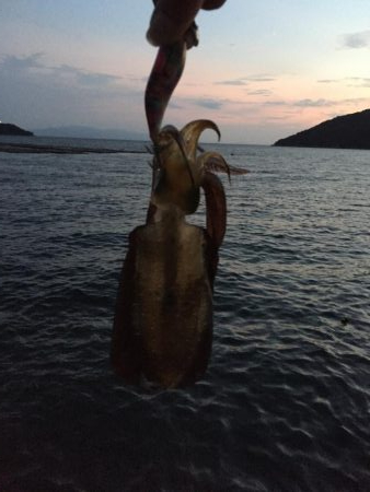 アオリ新子調査