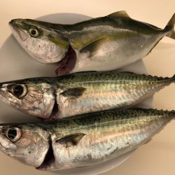 ショアジギング第2弾