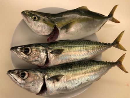 ショアジギング第2弾